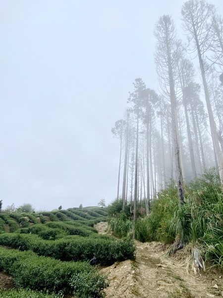 20221005 民都有山縱走西高橋山下石鹿古道