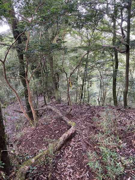 20230917 觀霧（樂山林道8.3K）縱走雪見遊憩區