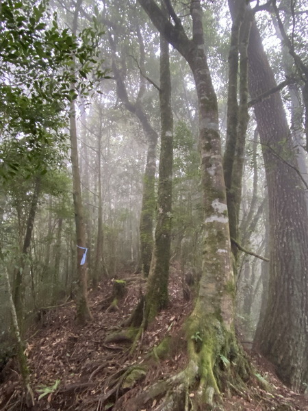 20230917 觀霧（樂山林道8.3K）縱走雪見遊憩區