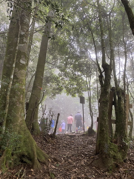 20230917 觀霧（樂山林道8.3K）縱走雪見遊憩區