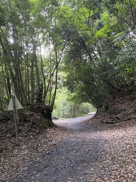 20230917 觀霧（樂山林道8.3K）縱走雪見遊憩區