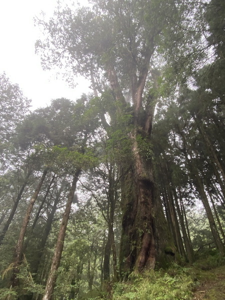 20230919 大塔百登21刷：塔山奇岩 神怡流瀑 香林拱