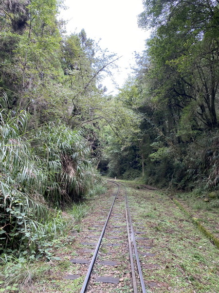 20231003 大塔百登27刷：巨木群步道、大塔山、台灣難