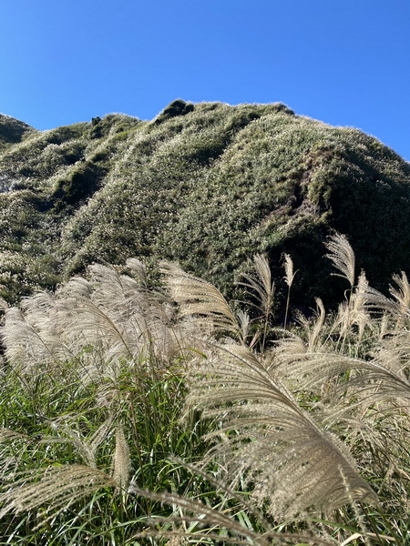 20231104 臺北大縱走第三段，小油坑－風櫃口（芒花季）