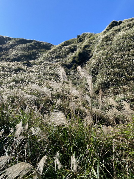 20231104 臺北大縱走第三段，小油坑－風櫃口（芒花季）