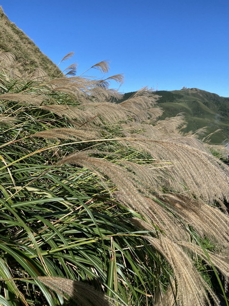 20231104 臺北大縱走第三段，小油坑－風櫃口（芒花季）