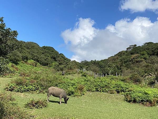 20231104 臺北大縱走第三段，小油坑－風櫃口（芒花季）