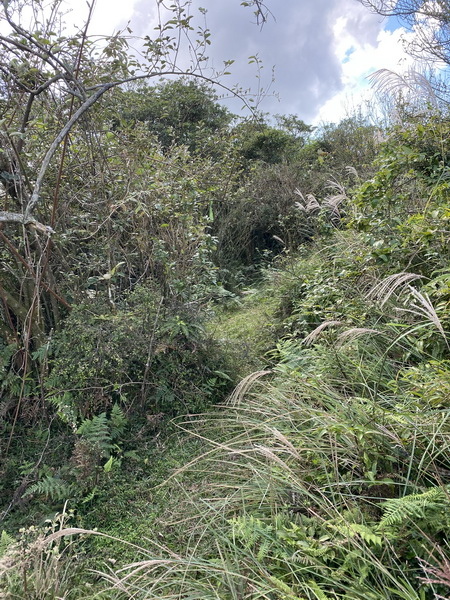 20231104 臺北大縱走第三段，小油坑－風櫃口（芒花季）