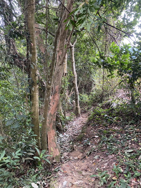 20231112 藤猿古道、獅山古道、獅頭山O繞