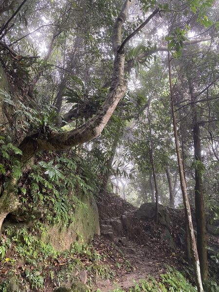 20231224 小百岳#030：新竹五指山（竹林禪苑上）