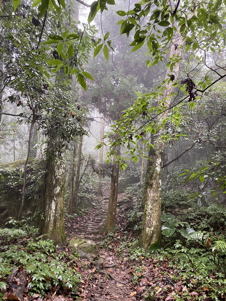 20231224 小百岳#030：新竹五指山（竹林禪苑上）