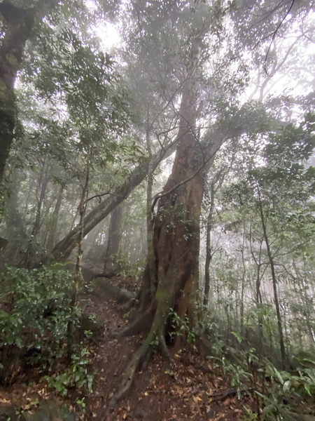 20231224 小百岳#030：新竹五指山（竹林禪苑上）