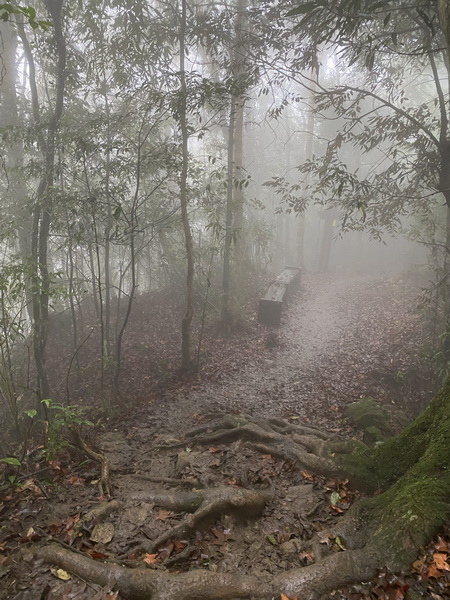 20231224 小百岳#030：新竹五指山（竹林禪苑上）