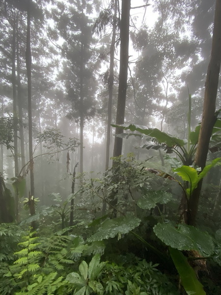 20231224 小百岳#030：新竹五指山（竹林禪苑上）