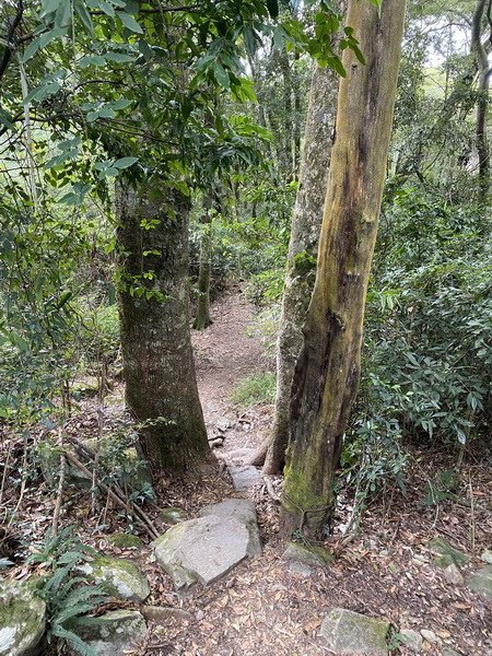 20231230 谷關八雄屋我尾山、加碼橫嶺山