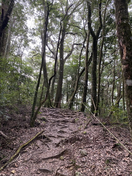 20231230 谷關八雄屋我尾山、加碼橫嶺山