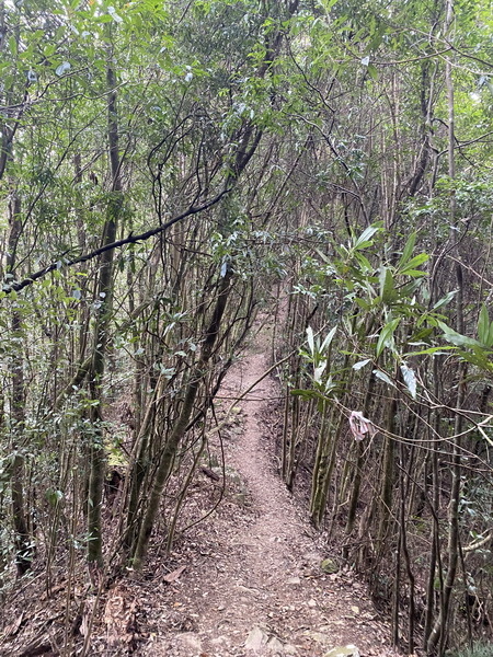 20231230 谷關八雄屋我尾山、加碼橫嶺山