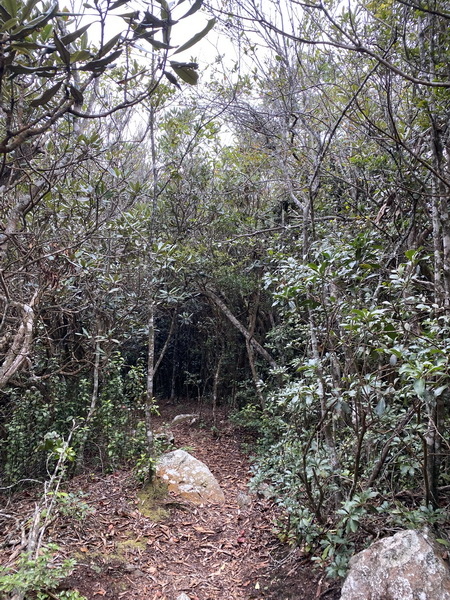 20231230 谷關八雄屋我尾山、加碼橫嶺山