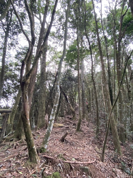 20231230 谷關八雄屋我尾山、加碼橫嶺山