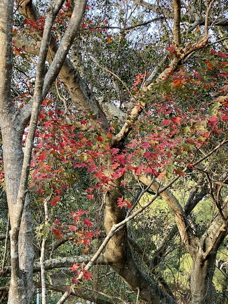 20240107~12 徒步北橫健行趣 楓紅滿地逍遙遊