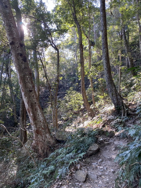 20240114 谷關八雄八仙山，順登佳保台山，兼記一隻台灣