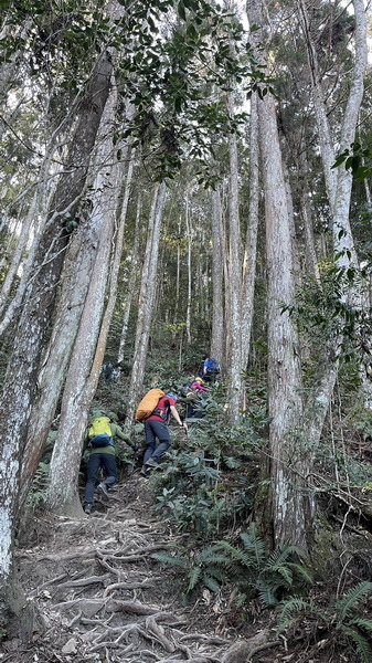 20240114 谷關八雄八仙山，順登佳保台山，兼記一隻台灣