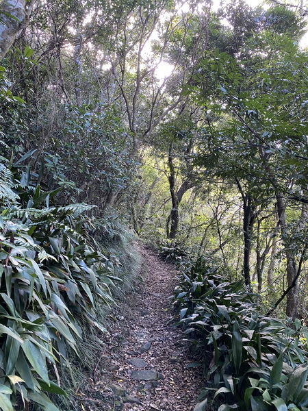 20240120 雙流國家森林遊樂區的帽子山步道與白榕步道