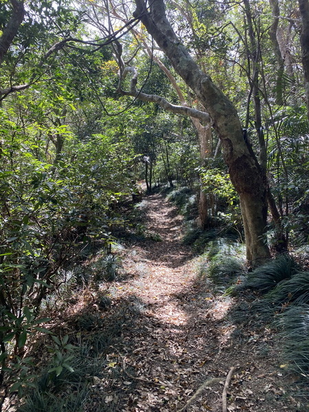 20240120 雙流國家森林遊樂區的帽子山步道與白榕步道