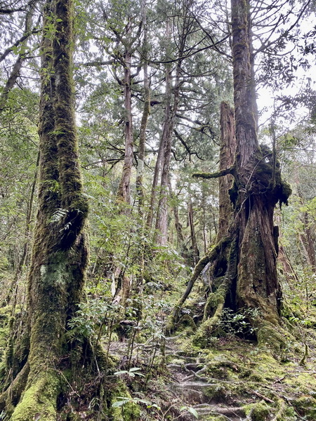 20240129 復興三尖之秀，復興尖山（尖山）