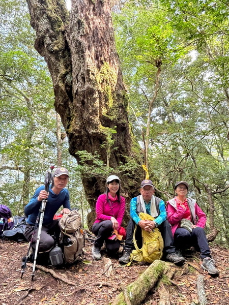 20240317 觀霧（樂山林道8.3K）縱走雪見遊憩區