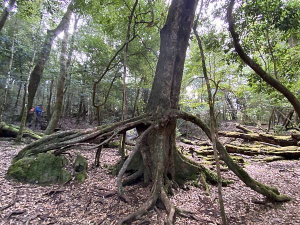 20240317 觀霧（樂山林道8.3K）縱走雪見遊憩區