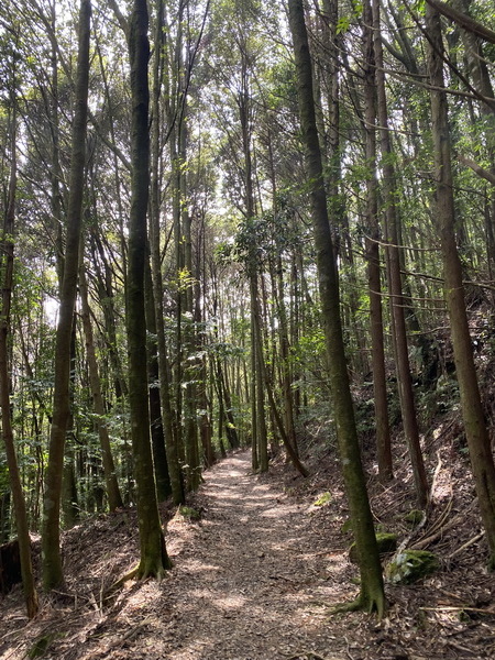 20240317 觀霧（樂山林道8.3K）縱走雪見遊憩區