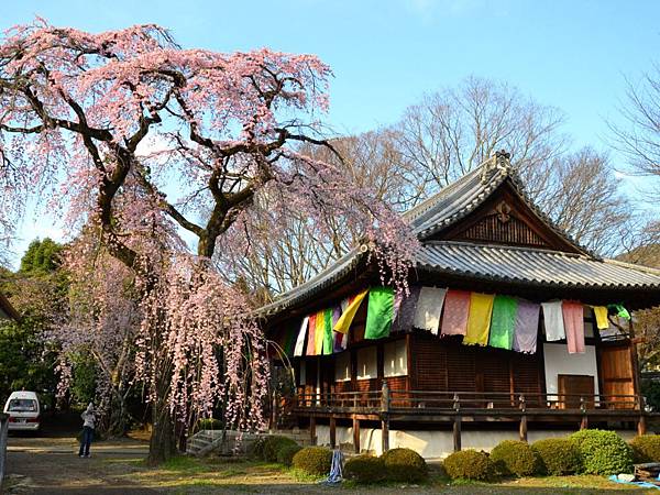 醍醐寺報恩院 (風兒輕輕吹 櫻花慢慢搖)