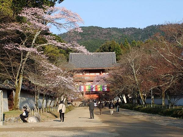 醍醐寺的三門 兩側櫻花開得不多