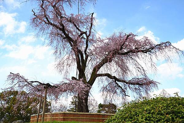 抵達円山公園 老櫻