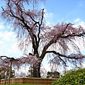 抵達円山公園 老櫻