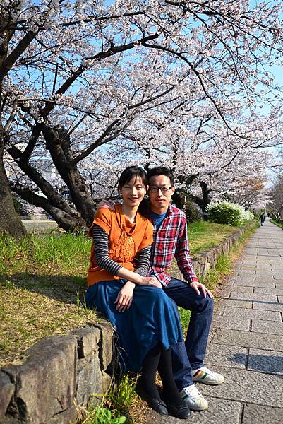 鴨川旁的步道櫻花盛開 鴨川旁的步道櫻花盛開