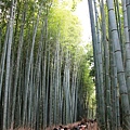 車站後方是通往野宮神社的竹林道