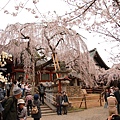 氷室神社 覆蓋神社的老櫻也非常有名