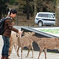 小柳餵鹿