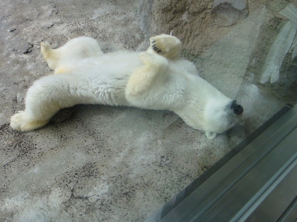 北極熊13 - 我要吃肯德雞啦... (其實已經餵飽了...)