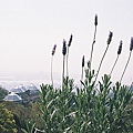 F1020007.JPG