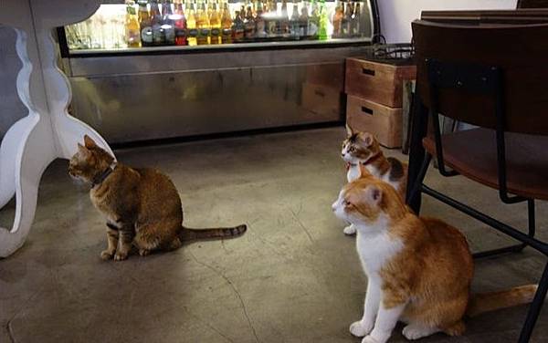 Toast Chat Toast Chat.jpg