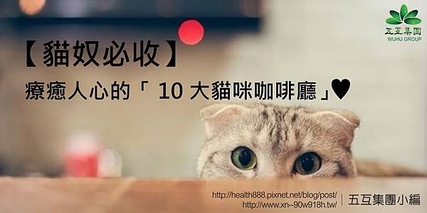 10 大貓咪咖啡廳 tumblr_inline_p92820IJCJ1tvwywo_1280.jpg