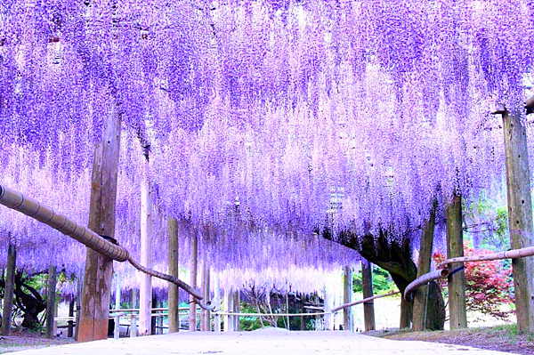河內藤園 紫藤花隧道1.png