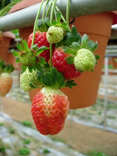 草莓2.JPG