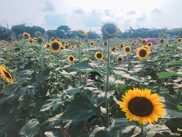 IMG_6341.JPG IMG_6341.JPG