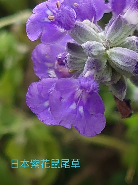 021日本紫花鼠尾草.png