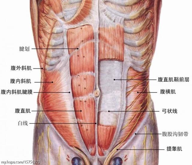 腹肌結剝.jpg