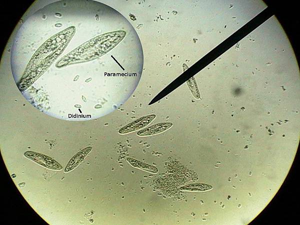 Paramecium 草履蟲 原生動物 濃縮.jpg Paramecium 草履蟲 原生動物 濃縮.jpg